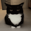 SaiCraft icon